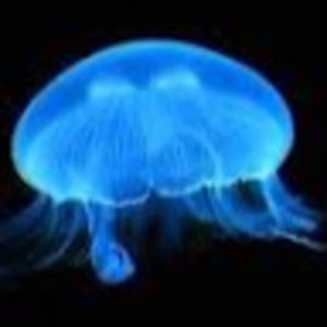 Meet your Posher, Ambri